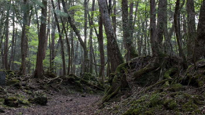 Hutan Aokigahara di Jepang