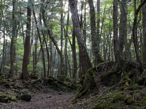 Wisata Hantu Lagi Ngetren di Jepang, Hutan Bunuh Diri Bikin Turis Penasaran