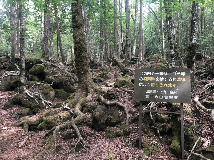 Foto: Aokigahara, Hutan yang 'Mengajak' Bunuh Diri