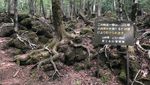 Foto: Aokigahara, Hutan yang Mengajak Bunuh Diri