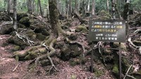 Selain legenda tersebut, Hutan Aokigahara juga terkenal sebagai tempat favorit untuk bunuh diri. (Getty Images/iStockphoto)