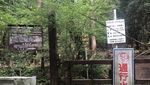 Foto: Aokigahara, Hutan yang Mengajak Bunuh Diri