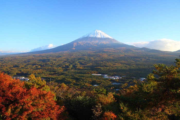Hutan Aokigahara di Jepang