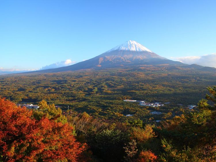 Foto: Aokigahara, Hutan yang Mengajak Bunuh Diri