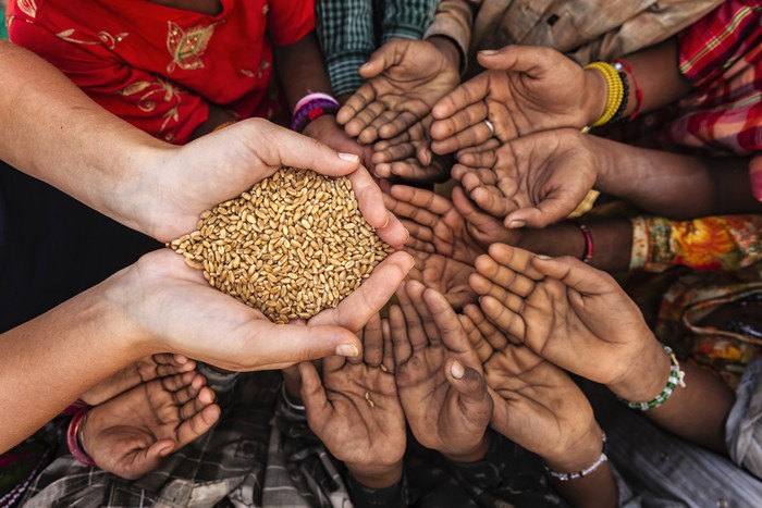 Volunteer caucasian woman giving grain to starving African children. Poor African children keeping their hands up - asking for food. Many African children suffer from poverty - 20% of Africa’s children will die before the age of five.  Every day 30,000 children die from a combination of disease- infested water and malnutrition.
