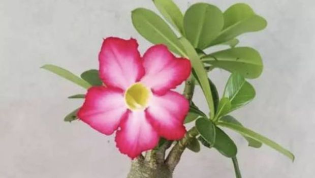 Kamboja jepang. (Dok: Shopee)