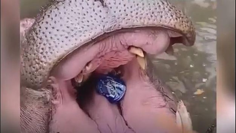 Kuda Nil Kuda nil di Taman Safari