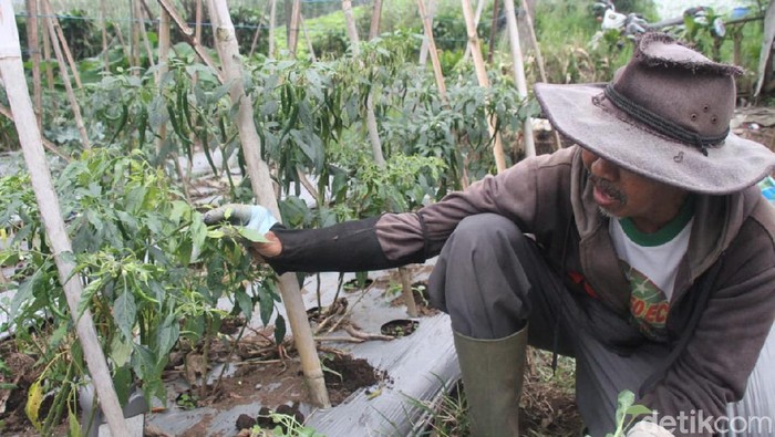 Petani di Lembang ungkap penyebab cabai rawit mahal di pasaran