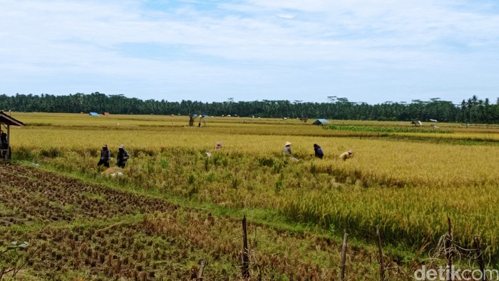 Petani di Pangandaran tengah panen padi. Harga jual gabah di Pangandaran sedang anjlok.