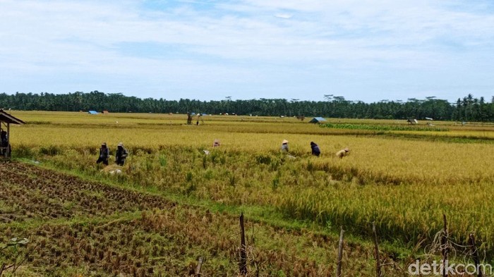 Petani di Pangandaran tengah panen padi. Harga jual gabah di Pangandaran sedang anjlok.
