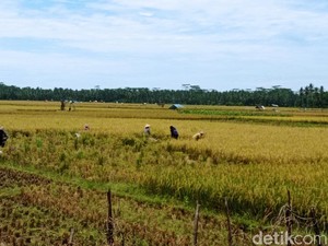Komisi IV Dorong Bulog-Kementan Bersinergi Jaga Stok Beras Nasional