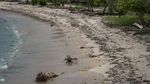 Duh, Pantai Pink Lombok Penuh Sampah