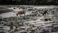 Tiga ekor anjing berkeliaran di dekat sampah di pesisir Pantai Pink, Sekaroh, Jerowaru, Lombok Timur, Nusa Tenggara Barat, Selasa (9/3/2021). 
