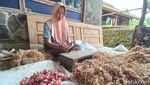 Setelah 15 Tahun, Petani Bawang Merah di Gunung Merbabu Panen Lagi
