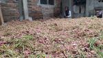 Setelah 15 Tahun, Petani Bawang Merah di Gunung Merbabu Panen Lagi