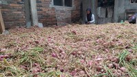 Hasil panen sekarang ini dinilai bagus. Untuk yang bagus dari bibit yang ditanam ada 7 sampai 8 siung.  