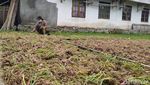 Setelah 15 Tahun, Petani Bawang Merah di Gunung Merbabu Panen Lagi