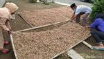 Setelah 15 Tahun, Petani Bawang Merah di Gunung Merbabu Panen Lagi