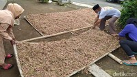 Kemudian sudah puluhan tahun petani tersebut tidak menanam bawang merah. Untuk itu, sekitar bulan Desember kembali menanam bawang merah di lahan seluas 5 hektare.  