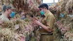 Setelah 15 Tahun, Petani Bawang Merah di Gunung Merbabu Panen Lagi