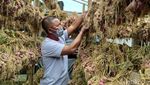 Setelah 15 Tahun, Petani Bawang Merah di Gunung Merbabu Panen Lagi