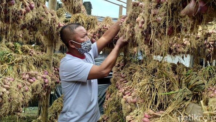 Setelah 15 Tahun, Petani Bawang Merah di Gunung Merbabu Panen Lagi Petani di lereng Gunung Merbabu, Kecamatan Pakis, Kabupaten Magelang, Jawa Tengah, kali pertama memanen bawang merah. Lahan yang dipanen ini seluas 5 hektare.