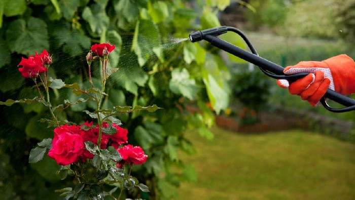 with pressure sprayer