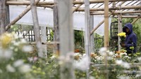 Tak hanya menjajakan tanaman hias di pinggir jalan, di desa ini juga terdapat pengembangan hortikultura bunga krisan dari para petani yang tergabung dalam Kelompok Tani Krisan Mulya. Usaha krisan di desa sudah lama berkembang yakni sejak tahun 2002, meski kelompok taninya sendiri baru terbentuk di 2008.