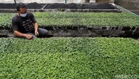 Soleh menjelaskan tanaman krisan yang dibudidayakan oleh kelompoknya mencakup jenis lokal juga impor. Terdapat total 42 varietas yang telah dikembangkan dalam berbagai tampilan warna, mulai dari merah, kuning, oranye, putih, pink, dan lain sebagainya.