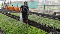 Meski usaha budidaya ini terbilang sukses, Soleh tidak memungkiri pandemi COVID-19 yang melanda setahun belakangan telah menjadi pukulan telak bagi para petani krisan di Sidomulyo. Khususnya bagi 23 anggota yang tergabung dalam Kelompok Tani Krisan Mulya.