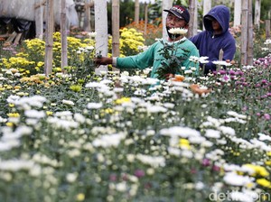 Usaha Petani agar Krisan Tetap Mekar di Tengah Sulitnya Pandemi
