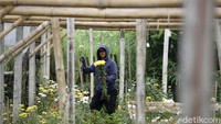 Kisah petani krisan di desa Sidomulyo ini menjadi satu dari kumpulan kisah dalam program Jelajah UMKM ke beberapa wilayah di Indonesia. Program Jelajah UMKM mengulas berbagai aspek kehidupan warga dan membaca potensi di daerah. Untuk mengetahui informasi lebih lengkap, Ikuti terus jelajah UMKM bersama BRI hanya di detik.com/tag/jelajahumkmbri.