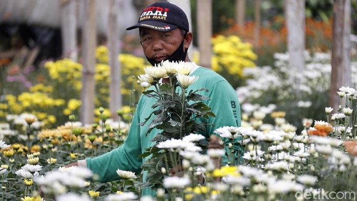 Kota Batu memiliki pesona keindahan alam yang memukau, termasuk juga cantiknya berbagai bunga berwarna-warni.