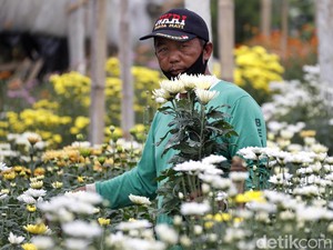 Gegara Jual Online, Bisnis Bunga Makin Segar hingga Untung Rp 70 Juta