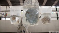 Ikan cupang, koi, mas dan oscar dijual dengan harga bervariatif.