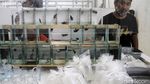 Berburu Ikan Hias di Pasar Musi Depok