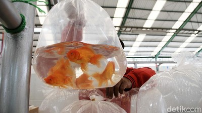 Berburu Ikan Hias di Pasar Musi Depok