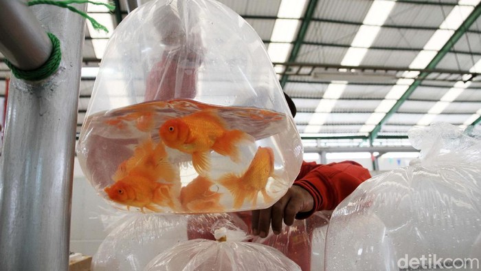Berburu Ikan Hias di Pasar Musi Depok Depok kini memiliki pusat pasar ikan hias. Warga pun berburu ikan hias di pasar yang berada di Pasar Musi, Depok, Jawa Barat, Rabu (10/2).