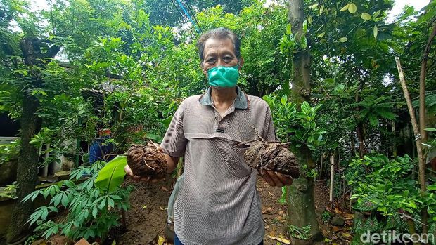 Bonggol pisang berukuran 3 meter di Kudus, Rabu (10/3/2021).
