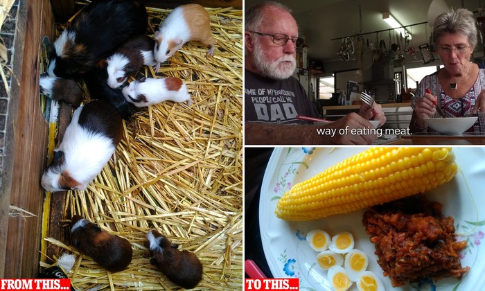 Duh! Pasangan Lansia Ini Beternak Tikus Belanda Untuk Dimakan