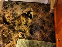 Deretan Foto Kamuflase yang Bikin Mata Terkecoh