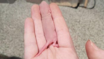 Ada yang berbeda di jari ini? Foto: dok Bored Panda