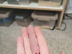 Deretan Foto Kamuflase yang Bikin Mata Terkecoh