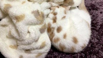 Hayo tebak di mana posisi kucing di dalam foto ini. Foto: dok Bored Panda