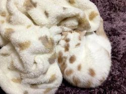 Deretan Foto Kamuflase yang Bikin Mata Terkecoh