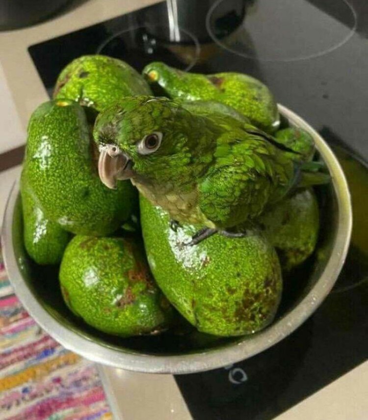 Foto kamuflase mengecoh mata