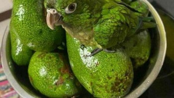 Bisa menemukan burung di foto ini? Foto: dok Bored Panda