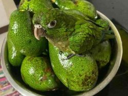 Deretan Foto Kamuflase yang Bikin Mata Terkecoh