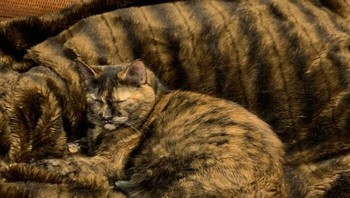 Si kucing menyatu dengan selimut. Foto: dok Bored Panda