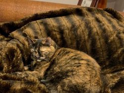 Deretan Foto Kamuflase yang Bikin Mata Terkecoh